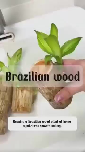 Brazilian Lucky Wood Plant